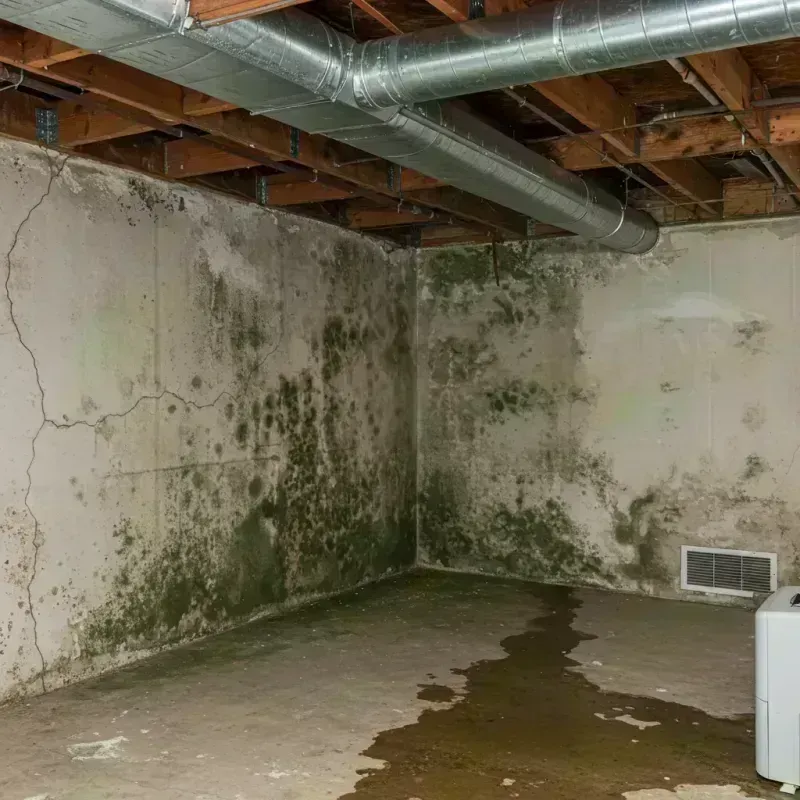 Professional Mold Removal in Elgin, OR